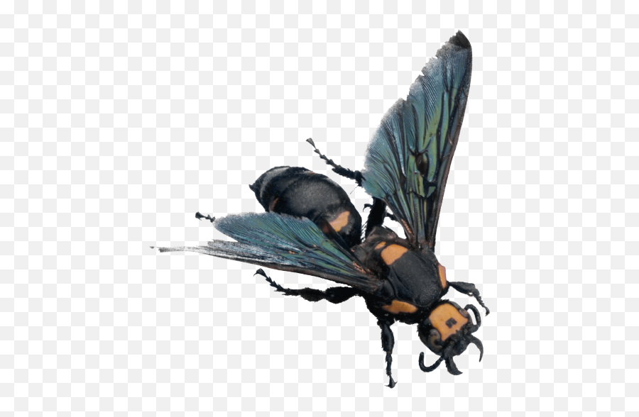 Blue Bee Png Images Free Download - Yourpngcom Emoji,Find Pics Of Downloadable Bee Emojis