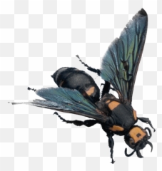 Blue Bee Png Images Free Download - Yourpngcom Emoji,Find Pics Of Downloadable Bee Emojis