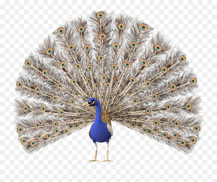 Peacock Bird Sticker - Pavão Png Emoji,Peacock Emoji