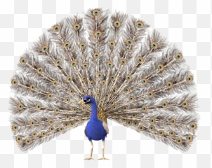 Peacock Bird Sticker - Pavão Png Emoji,Peacock Emoji