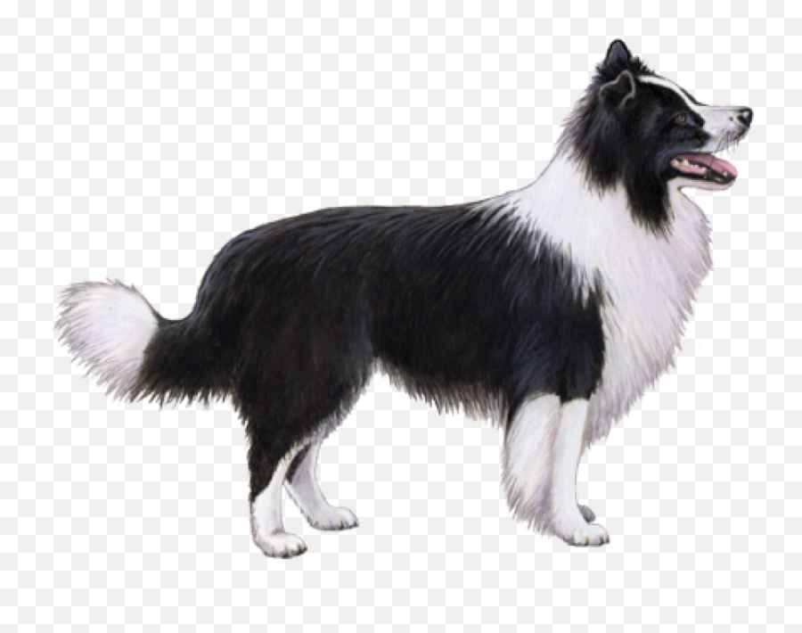 About Buddy - Wisdom Panel Border Collie Emoji,Husky/border Collie Emoji