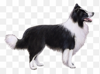 About Buddy - Wisdom Panel Border Collie Emoji,Husky/border Collie Emoji