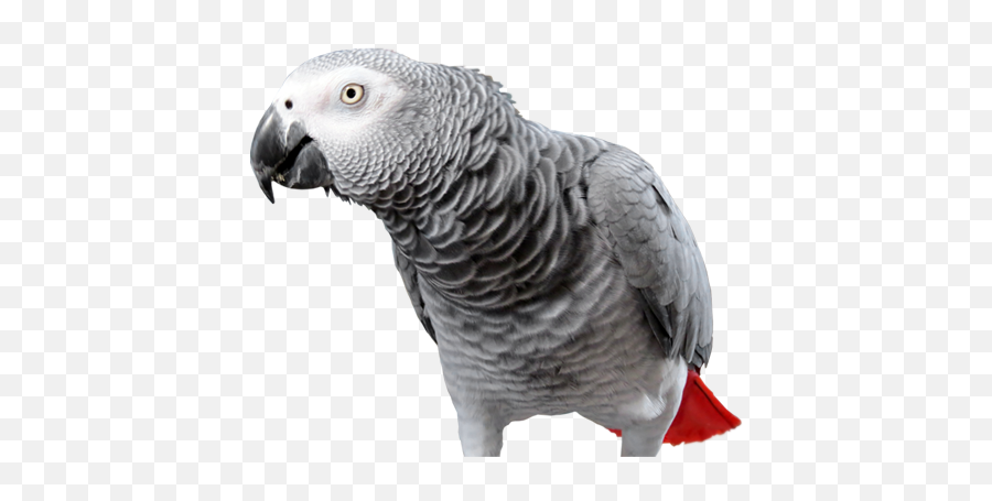 The Oasis Sanctuary - African Gray Parrot Transparent Background Emoji,African Grey Parrot Reading Emotions