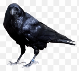 View 25 Crow Emoji Png - Transparent Background Crow Png,Emojis Crow