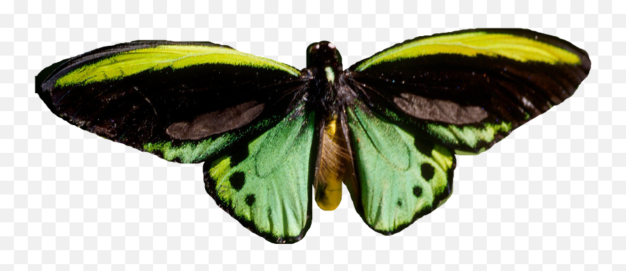500 Vines - Richmond Birdwing Butterfly Png Emoji,You Ever About Your Emotions Vine