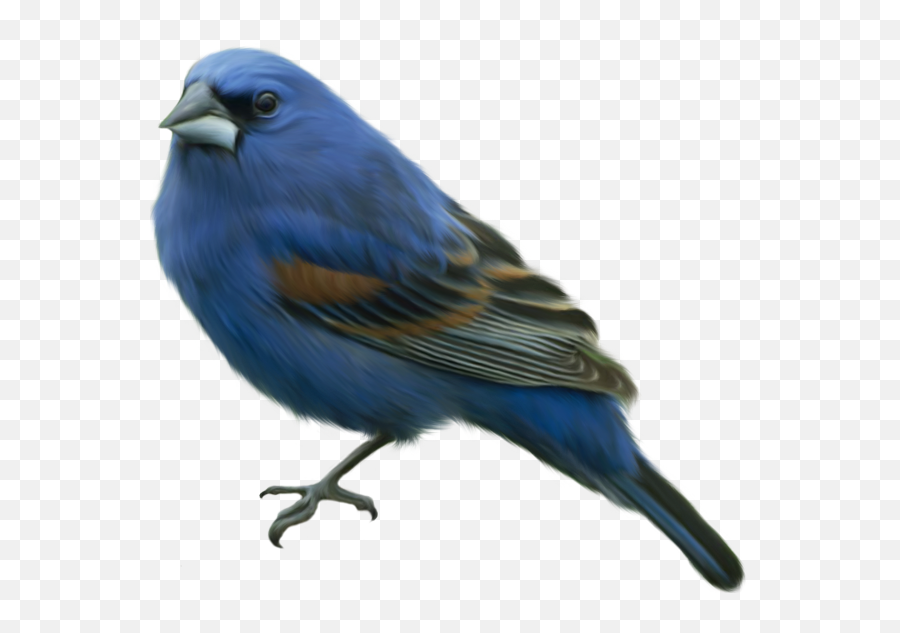 Falcon Clipart Oriole Bird Falcon - Transparent Blue Bird Png Emoji,Oriole Emoji