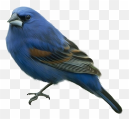 Falcon Clipart Oriole Bird Falcon - Transparent Blue Bird Png Emoji,Oriole Emoji