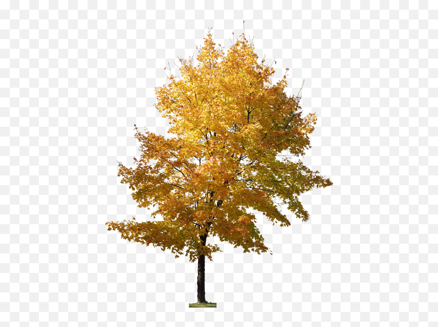 Download Photoshop Adobe Tree Maidenhair Landscape Emoji,Facebook Deciduous Tree Emoticon
