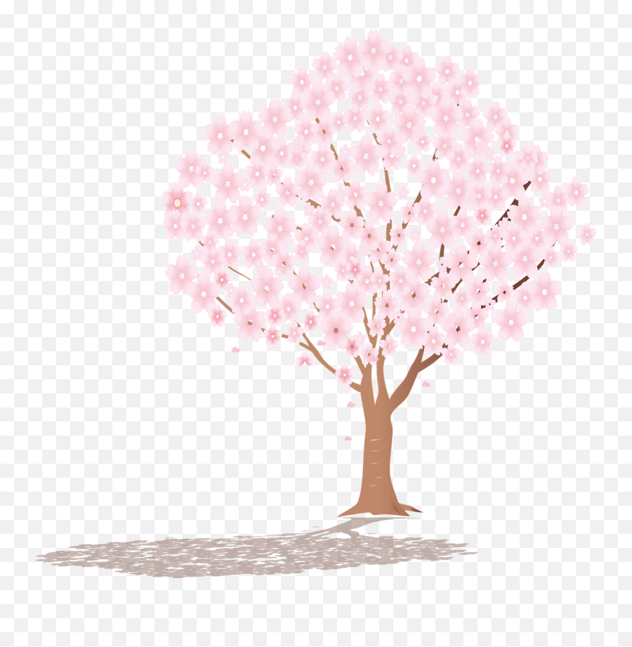 Sakura Tree Shadow Cherry - Free Vector Graphic On Pixabay Praha Emoji,Sakura Sakura Sweet Emotion