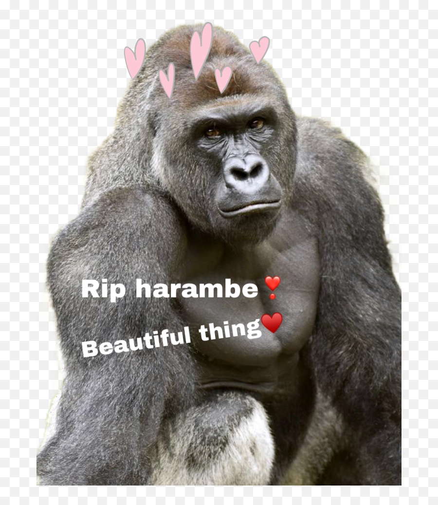 Harambe Sticker - Hambre Gorilla Emoji,Harambe Emoji