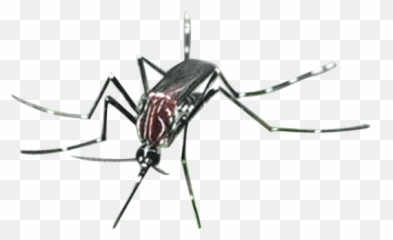 Download Mosquito Png File Hq Png Image Freepngimg Emoji,Zip Mouth Emoji Gif