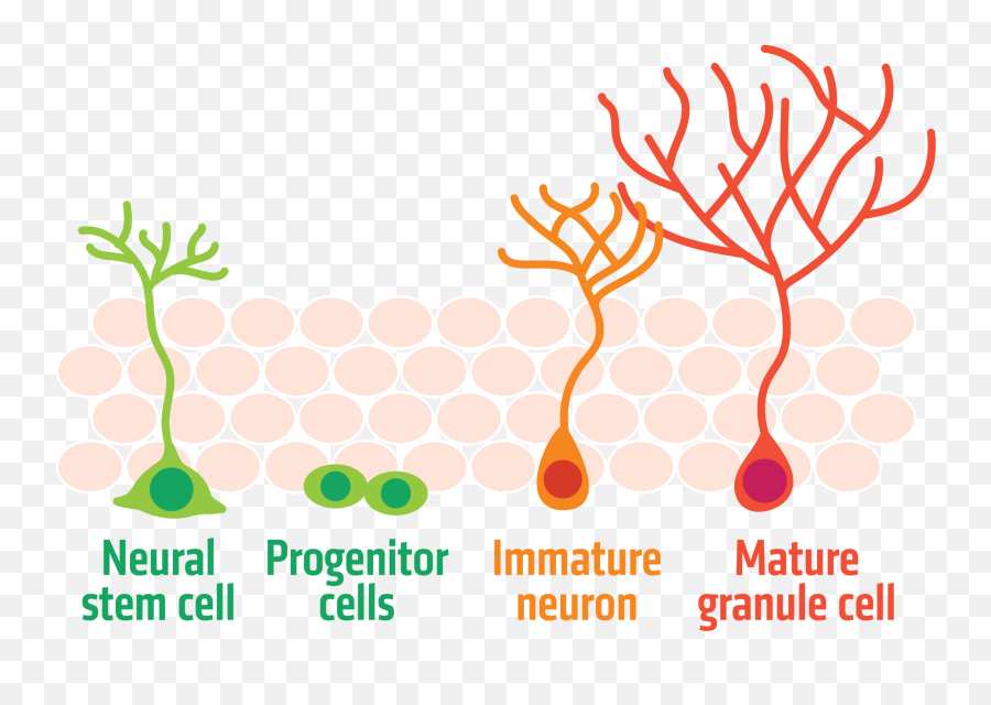 Growing Neurons How To Boost Neurogenesis U2014 The Texas Scientist Emoji,Immature Emotions