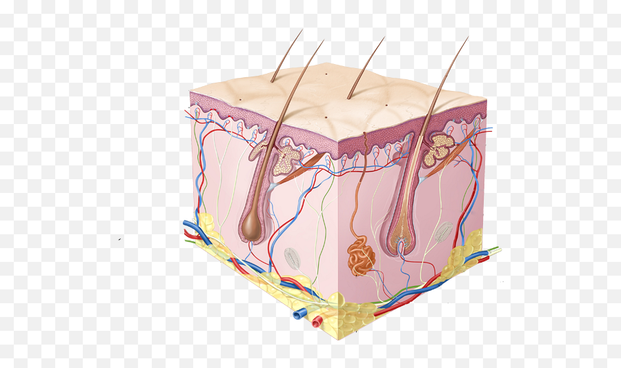 Art After The Machines - Journal 65 May 2015 Eflux Dermis And Subcutaneous Tissue Emoji,Best Steam Emoticons For Art