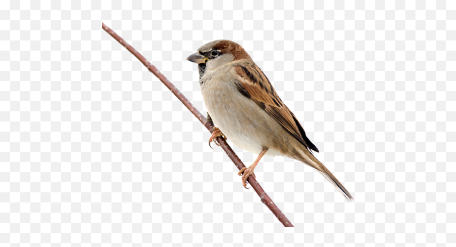 Bird Sparrow Foreground Background - Sparrow Png Emoji,Sparrow Emoji