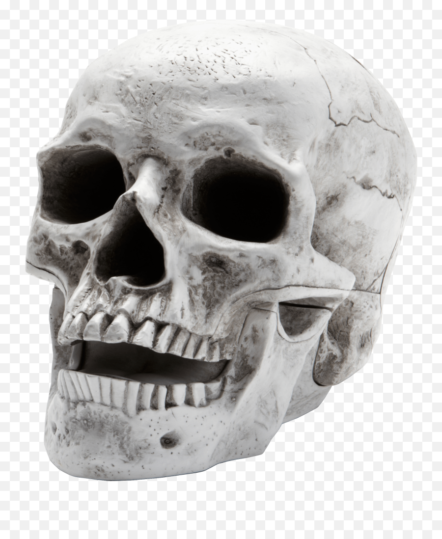 Sideview Large Skull Transparent Png - Skull Png Emoji,Skull Emoji
