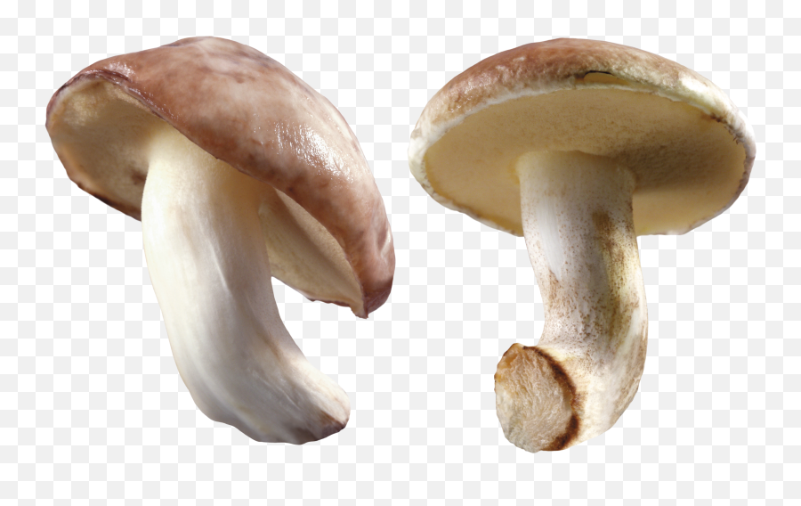 Mushroom Png Image - Transparent Background Mushroom Png Mushroom Transparent Background Emoji,Emoji Mushroom Cloud