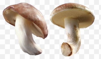 Mushroom Png Image - Transparent Background Mushroom Png Mushroom Transparent Background Emoji,Emoji Mushroom Cloud