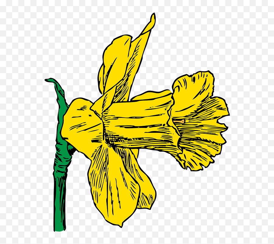 Free Photo Flower Season Plant Yellow Nature Daffodil Spring - Daffodil Clip Art Emoji,Flower Emoji Symbol
