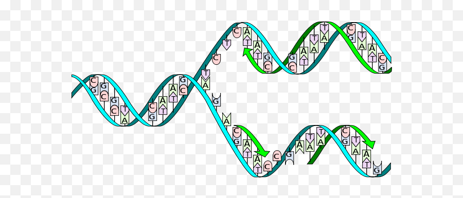 Riddles In Is There A Gene For - Base Pairing In Dna Replication Emoji,3 Letter Basic Emotions