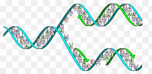 Riddles In Is There A Gene For - Base Pairing In Dna Replication Emoji,3 Letter Basic Emotions