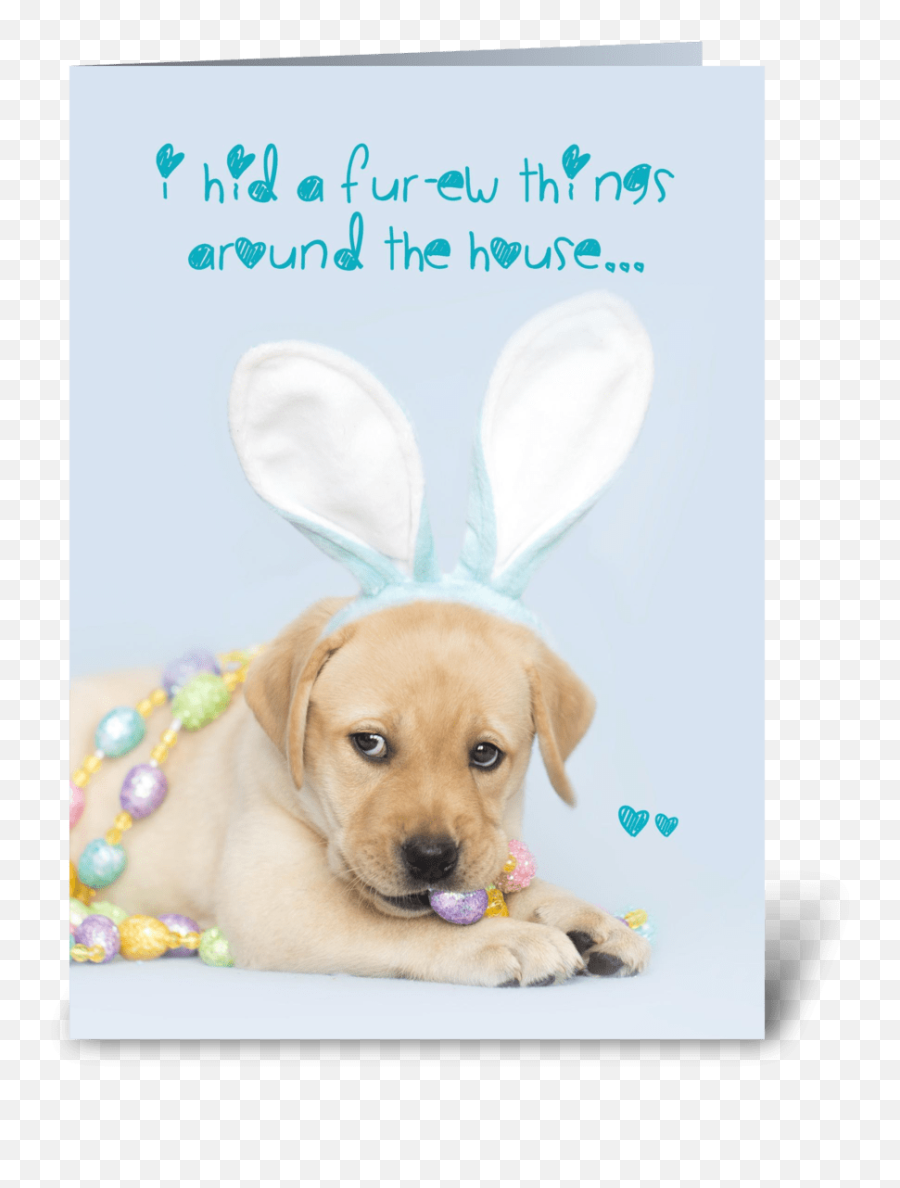 Yellow Labrador Retriever Easter Bunny - Collar Emoji,Happy Birthday Emoticons With Labrador Retriever
