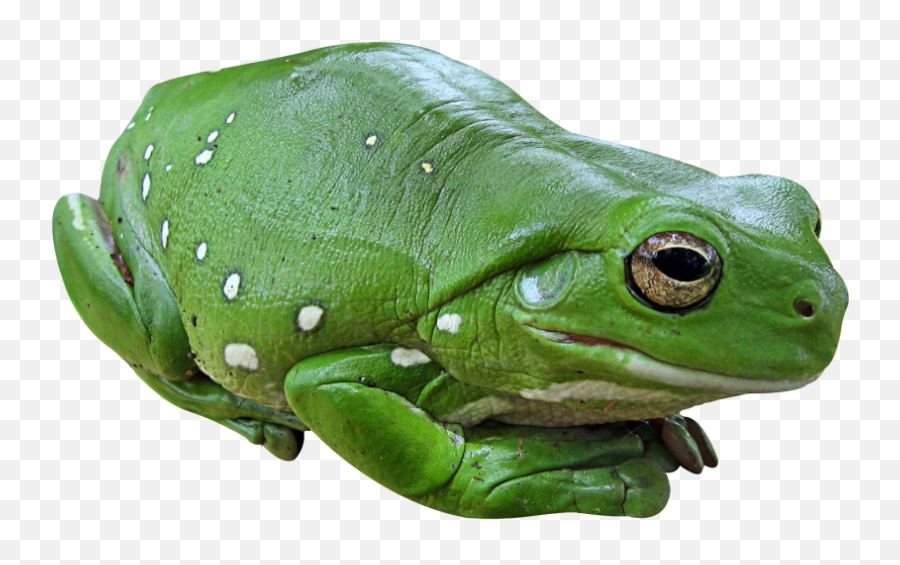 Frog Png Transparent Image - Freepngdesigncom Frog Transparent Png Emoji,Camfrog Type Emoticons