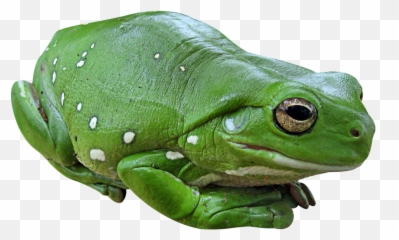 Frog Png Transparent Image - Freepngdesigncom Frog Transparent Png Emoji,Camfrog Type Emoticons