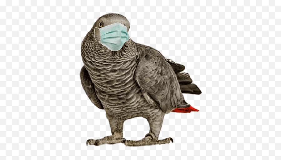 Air Purifiers For Birds - African Grey On White Background Emoji,African Grey Parrot Reading Emotions