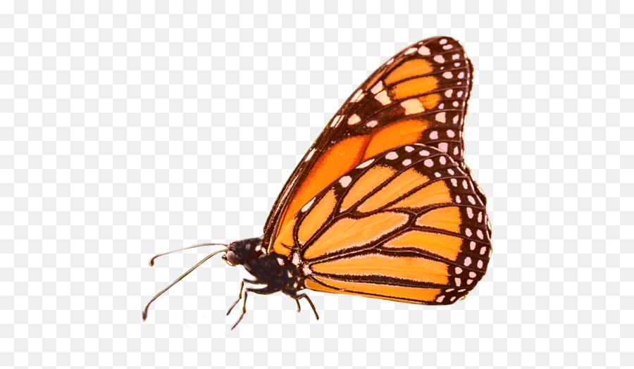 Butterfly Butterflies Butterflys Emoji,Emoji For Apple With Insects