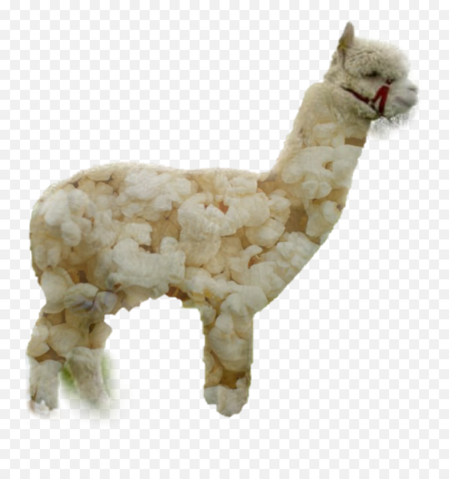 Llama Alpaca Popcorn Funny Sticker - Soft Emoji,Llama Emoji