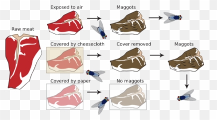 Wrong Mcfly Chicken Gif - Maggots Spontaneous Generation Theory Emoji,Biff Tannen Emoticon