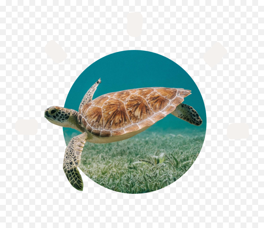 Our Story Fahlo Emoji,How To Make A Turtle Emoticon On Facebook