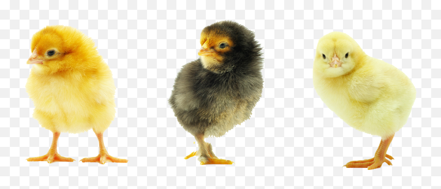 Picture Of Baby Chick Png U0026 Free Picture Of Baby Chickpng - Transparent Background Chickens Png Emoji,Baby Chicken Emoji