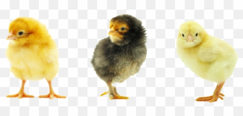 Picture Of Baby Chick Png U0026 Free Picture Of Baby Chickpng - Transparent Background Chickens Png Emoji,Baby Chicken Emoji