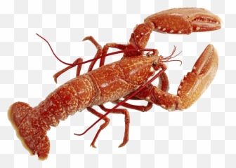 Lobster Wallpaper - Lobster Icon Emoji,Lobster Emoji Iphone