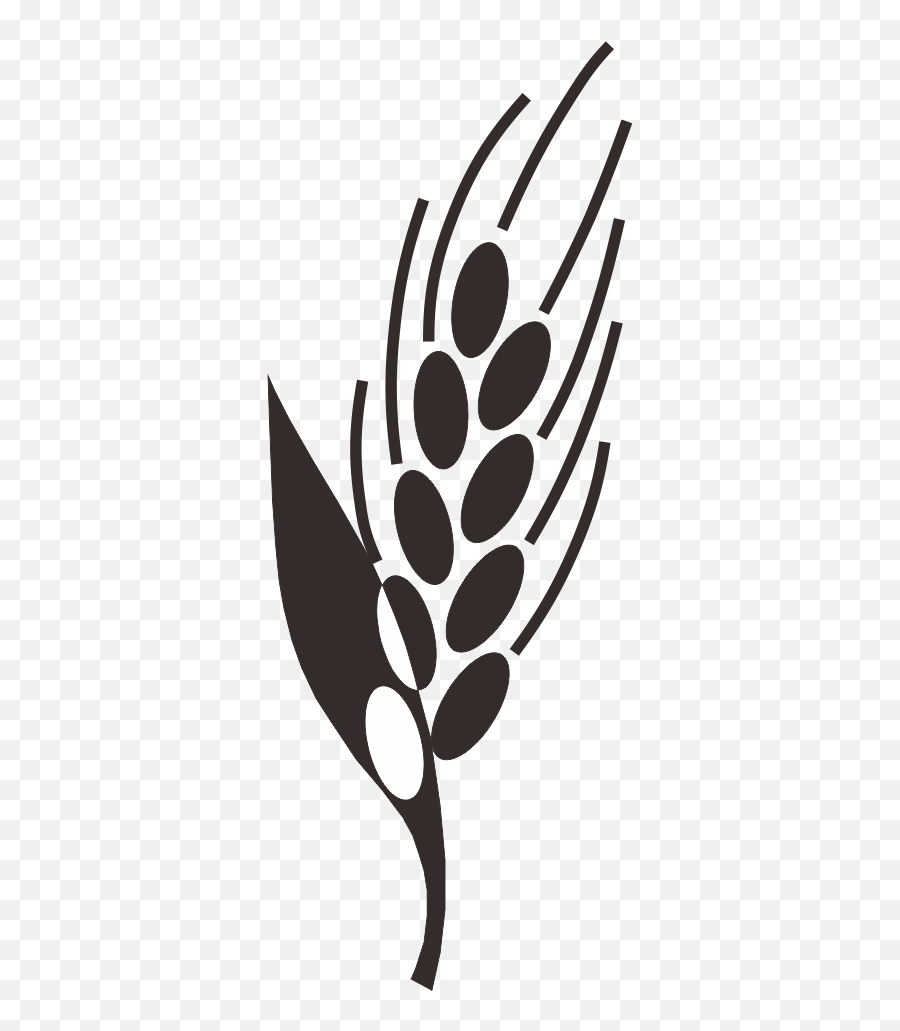 Paddy Field Rice Clip Art - Rice Png Download Full Size Rice Emoji,Rice Emoji Transparent