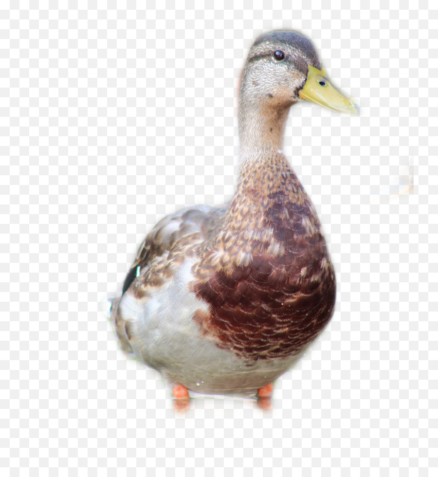 Quack Sticker - Domestic Duck Emoji,Quack Emoji