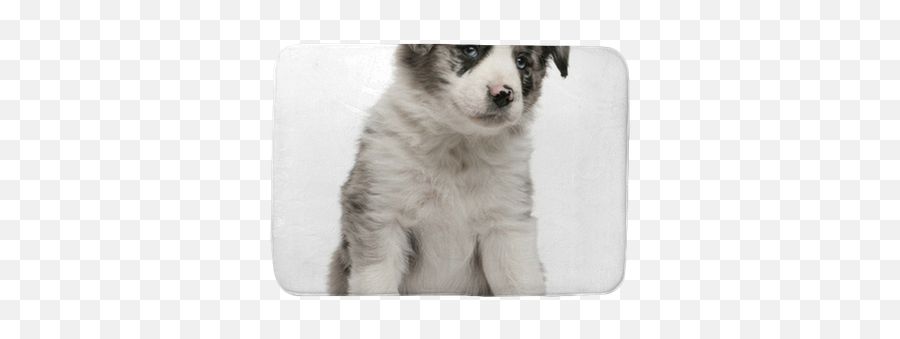 Blue Merle Border Collie Puppy 6 Weeks - Border Collie Merle Emoji,Husky/border Collie Emoji