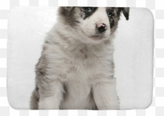 Blue Merle Border Collie Puppy 6 Weeks - Border Collie Merle Emoji,Husky/border Collie Emoji