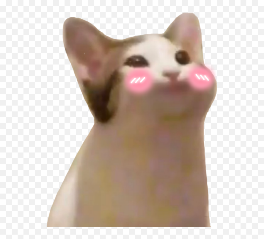 Shy Emojis For Discord Slack - Pop Cat Png,Bashful Facebook Emoticon