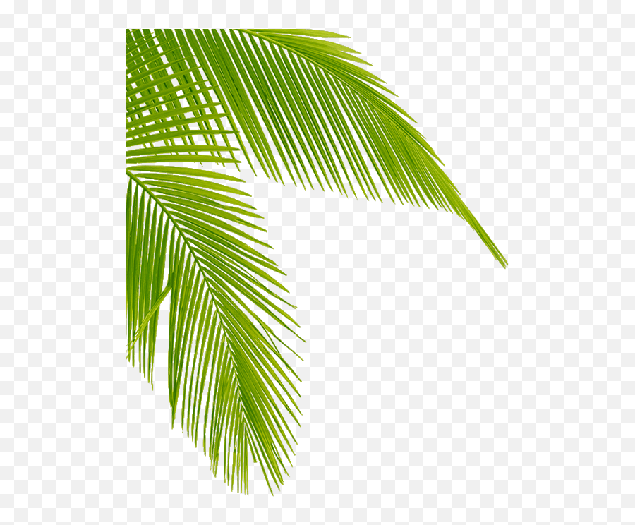 Download Transparent Palm Tree Leaves Png Clipart Leaf - Transparent Palm Tree Leaf Png Emoji,Leaf Emoji Transparent