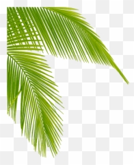 Download Transparent Palm Tree Leaves Png Clipart Leaf - Transparent Palm Tree Leaf Png Emoji,Leaf Emoji Transparent