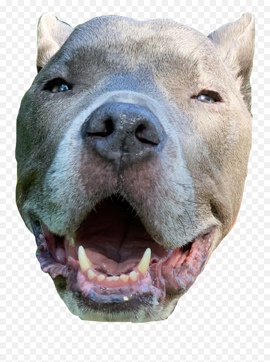 Pitbull Petstickers Love Dog Sticker - Canine Tooth Emoji,Pitbull Emoji
