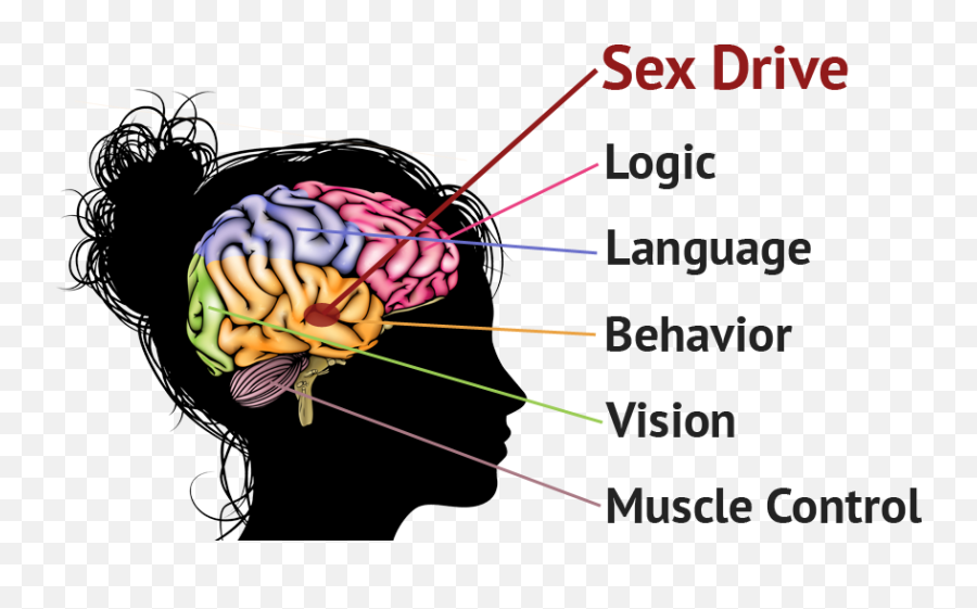 Pin - Part Of Your Brain Controls Your Sexuality Emoji,Emotions And The Brain In Men And Women