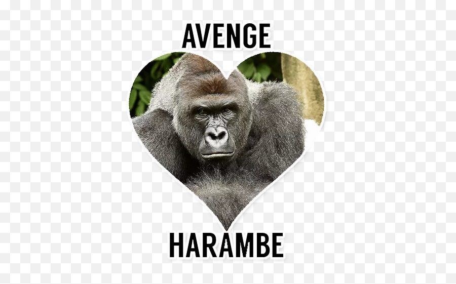 Harambe Meme Martyr Stickers For Telegram - Killing Of Harambe Emoji,Harambe Emoji