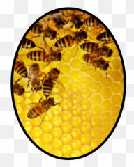 Download Inventing The Next Generation Of Occupancy Sensors Emoji,Find Pics Of Downloadable Bee Emojis