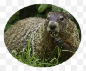 Historic Yates Mill From Home Wake County Government - Groundhog Day Facts Emoji,Groundhog Emoticon