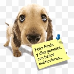 Gifs Animados De Besos - Gifs Animados Happy Birthday Puupy Animated Gif Emoji,Emoticon Baba Msn