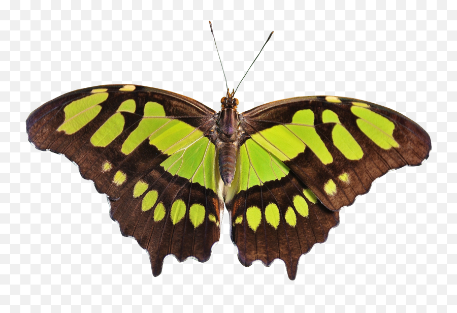 Free Transparent Butterfly Png Download - Symbol Of Your Life Emoji,Butterfly Emoji Png