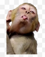 Monky Mono Stiker Funny Gracioso Sticker By Katy - Ugly Emoji,Emojis Graciosos
